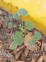 Malva parviflora