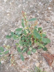 Melilotus indicus