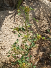 Melilotus indicus