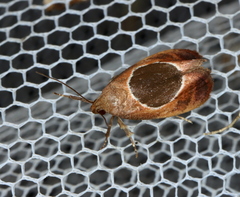 Hoplomorpha abalienella