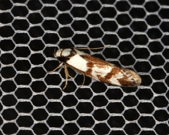 Palimmeces variegata