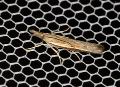 Ptochostola microphaeellus