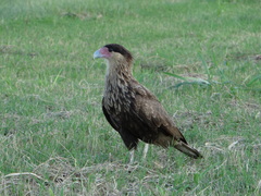 Caracara plancus
