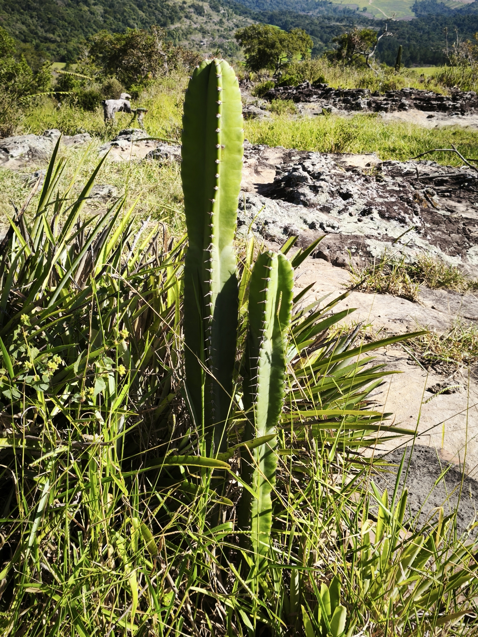 Cereus hildmannianus