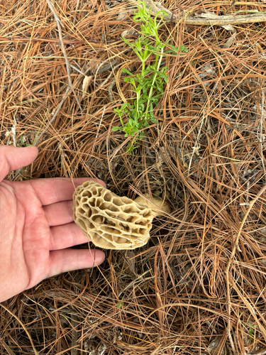 iNaturalist observation photo of American yellow morel