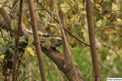 Ctenosaura pectinata