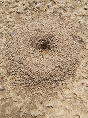 Myrmicinae