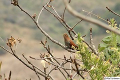 Piaya cayana