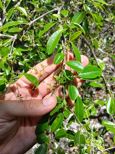 Guapira discolor, photograph 6