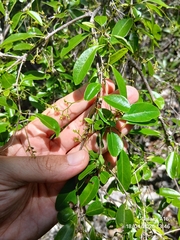 Guapira discolor, photograph (c) Dayron Breto, some rights reserved (CC BY)