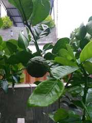 Citrus hystrix