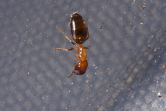 Colobopsis shohki