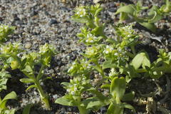 Honckenya peploides major