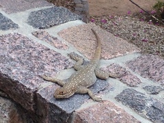 Oplurus quadrimaculatus