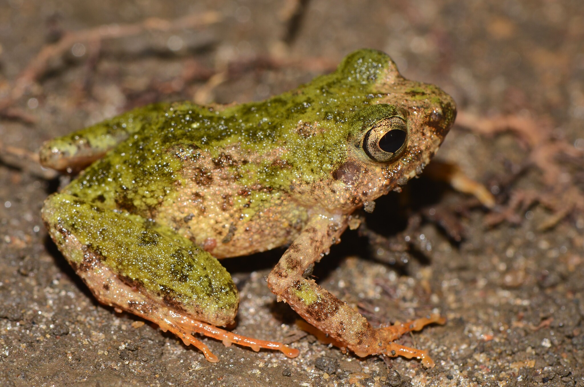 Arthroleptis adelphus Perret, 1966
