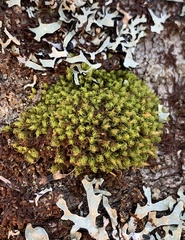 Ulota crispa