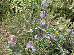 Ceanothus oliganthus sorediatus