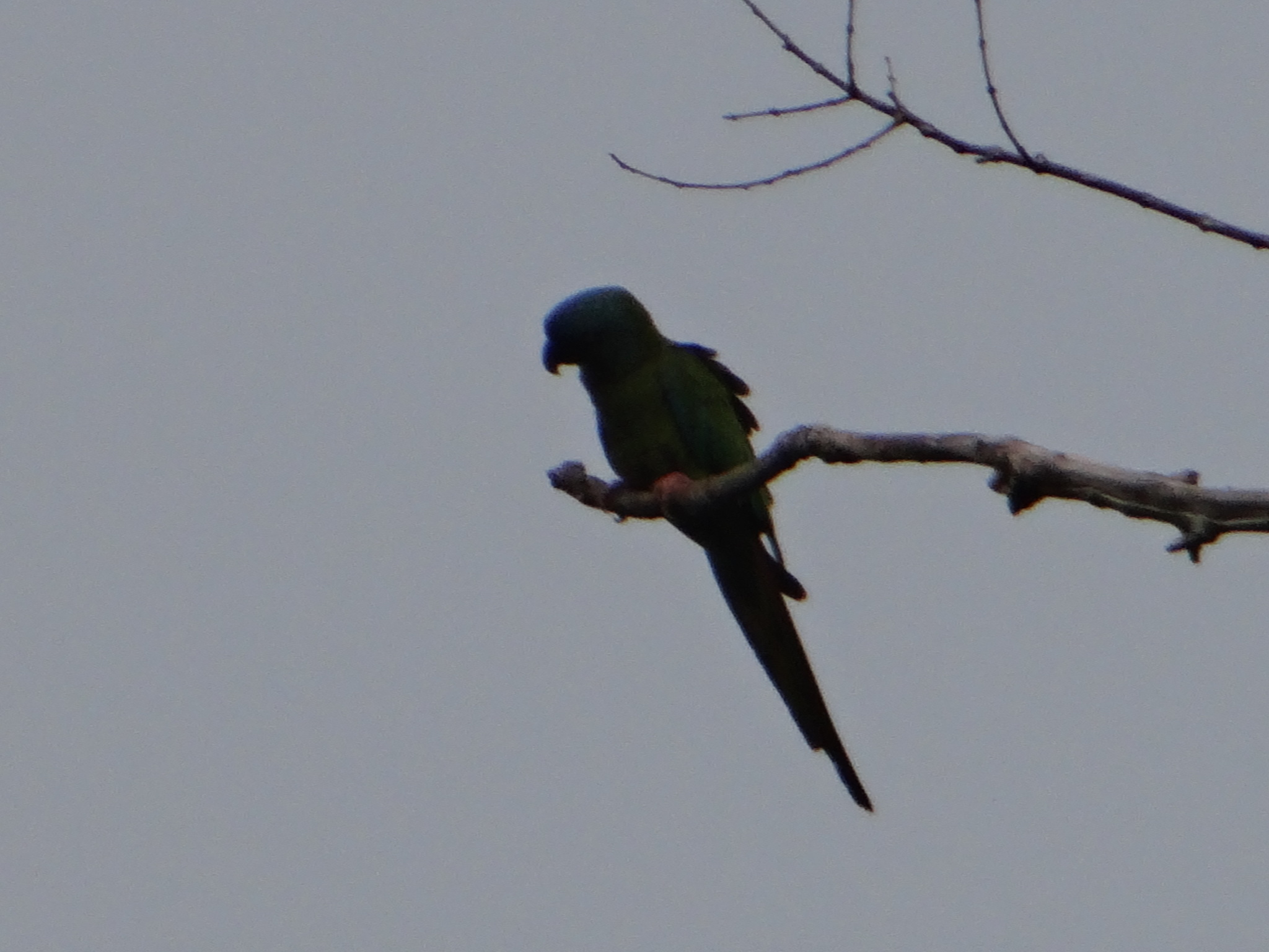 Blue-headed Macaw (Primolius couloni), photo 6