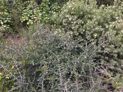 Ceanothus oliganthus sorediatus