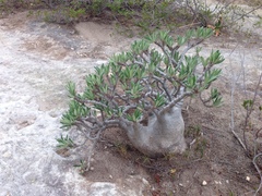 Pachypodium