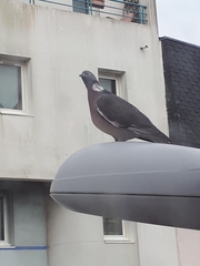 Columba palumbus