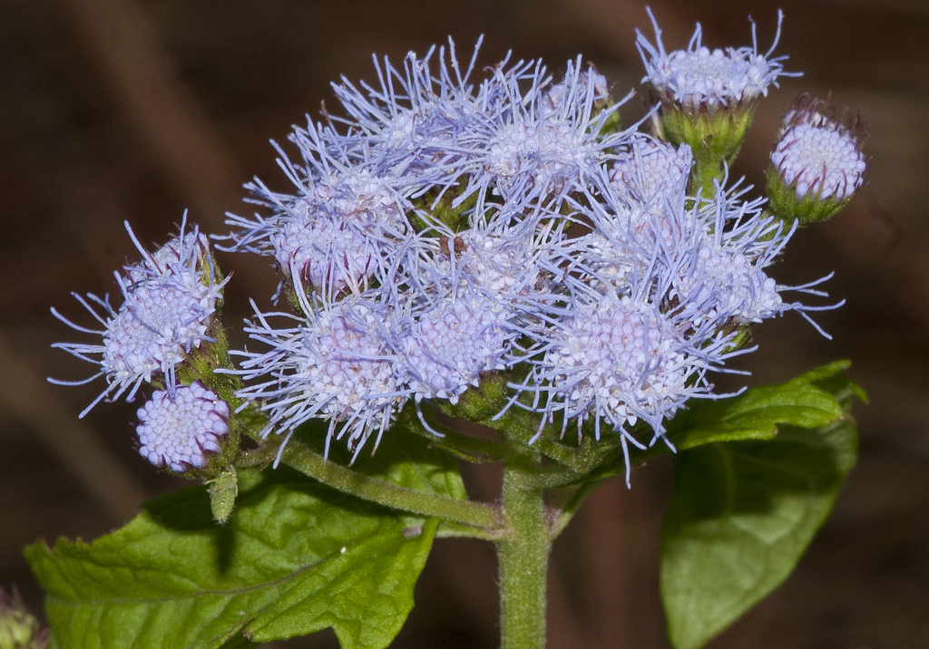 Conoclinium