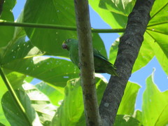 Brotogeris sanctithomae