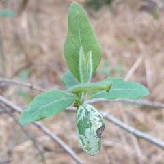 Phytomyza agromyzina group