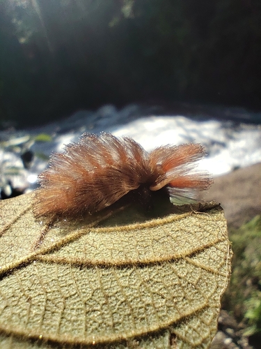 Podalia orsilochus
