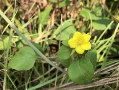 Lysimachia remota