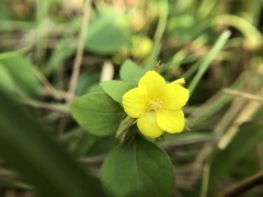 Lysimachia remota