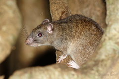Uromys caudimaculatus