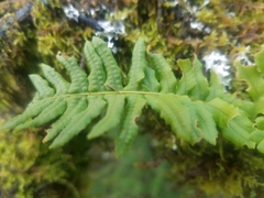 Polypodium scouleri