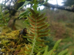 Polypodium scouleri
