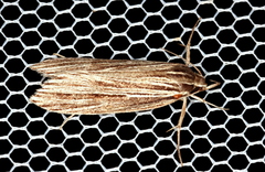 Leistarcha