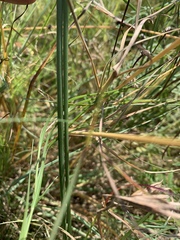 Chlorophytum fasciculatum