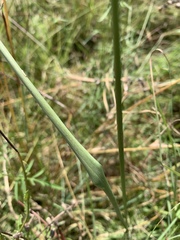 Chlorophytum fasciculatum