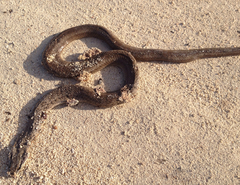 Cubophis vudii
