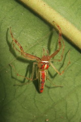 Viciria pavesii