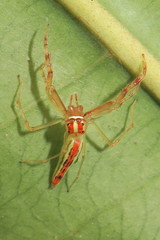 Viciria pavesii