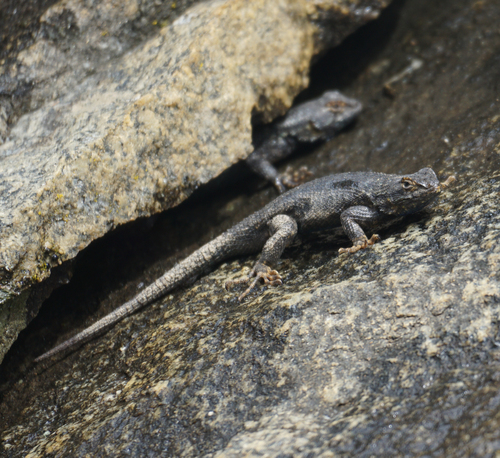 iNaturalist observation photo of Western Fence Lizard