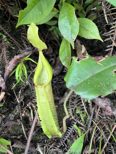 Nepenthes maxima