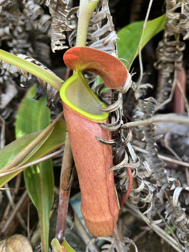 Nepenthes mirabilis