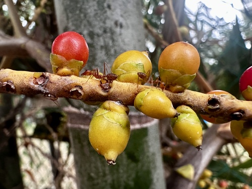 Ptychosperma propinquum