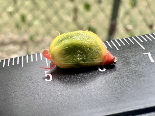 Ptychosperma propinquum