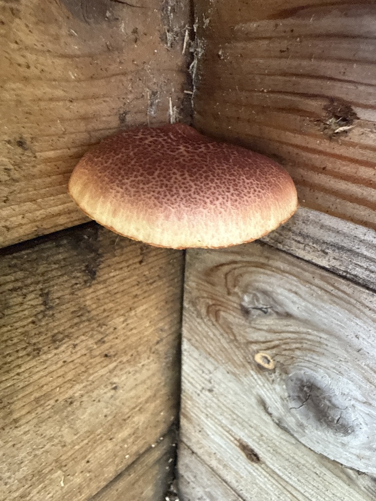 Gymnopilus luteofolius · April 2026 · photo: © beth_snow (iNaturalist, cc-by)