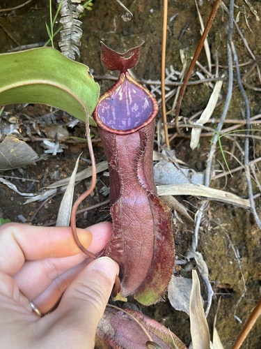 Nepenthes tomoriana