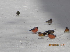 Fringilla montifringilla