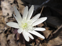 Anemonoides raddeana