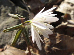 Anemonoides raddeana